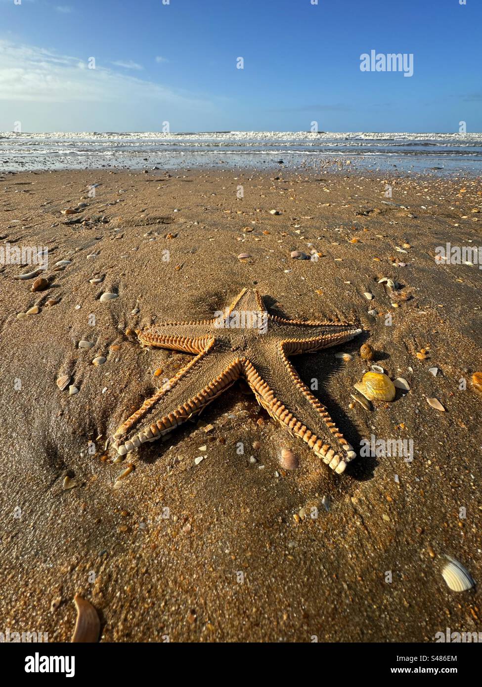 Seesterne am Strand - Playa Punta Umbria, Provinz Huelva, Südspanien. Stockfoto