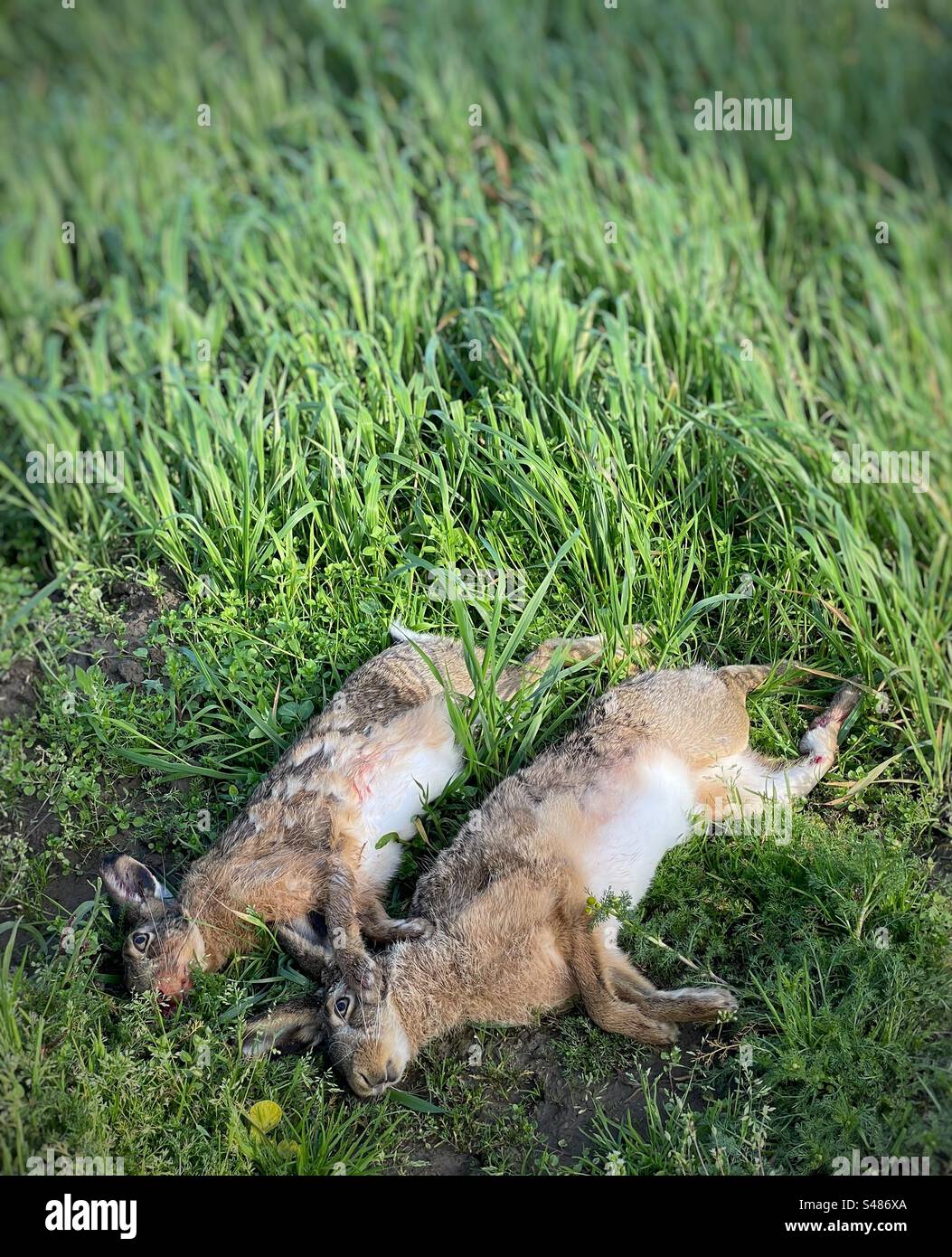 Zwei Hasen im Gras schossen während einer Jagdparty Stockfoto