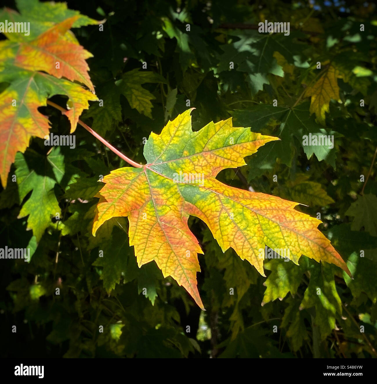 Das Blatt beginnt gerade im Herbst seine Farbe zu ändern Stockfoto