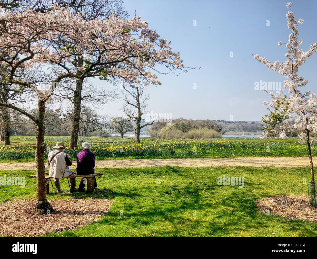Rentner genießen den Blick auf die Narzissen-Wiese vor dem Beaulieu River von Exbury Gardens im New Forest National Park Hampshire Vereinigtes Königreich Stockfoto