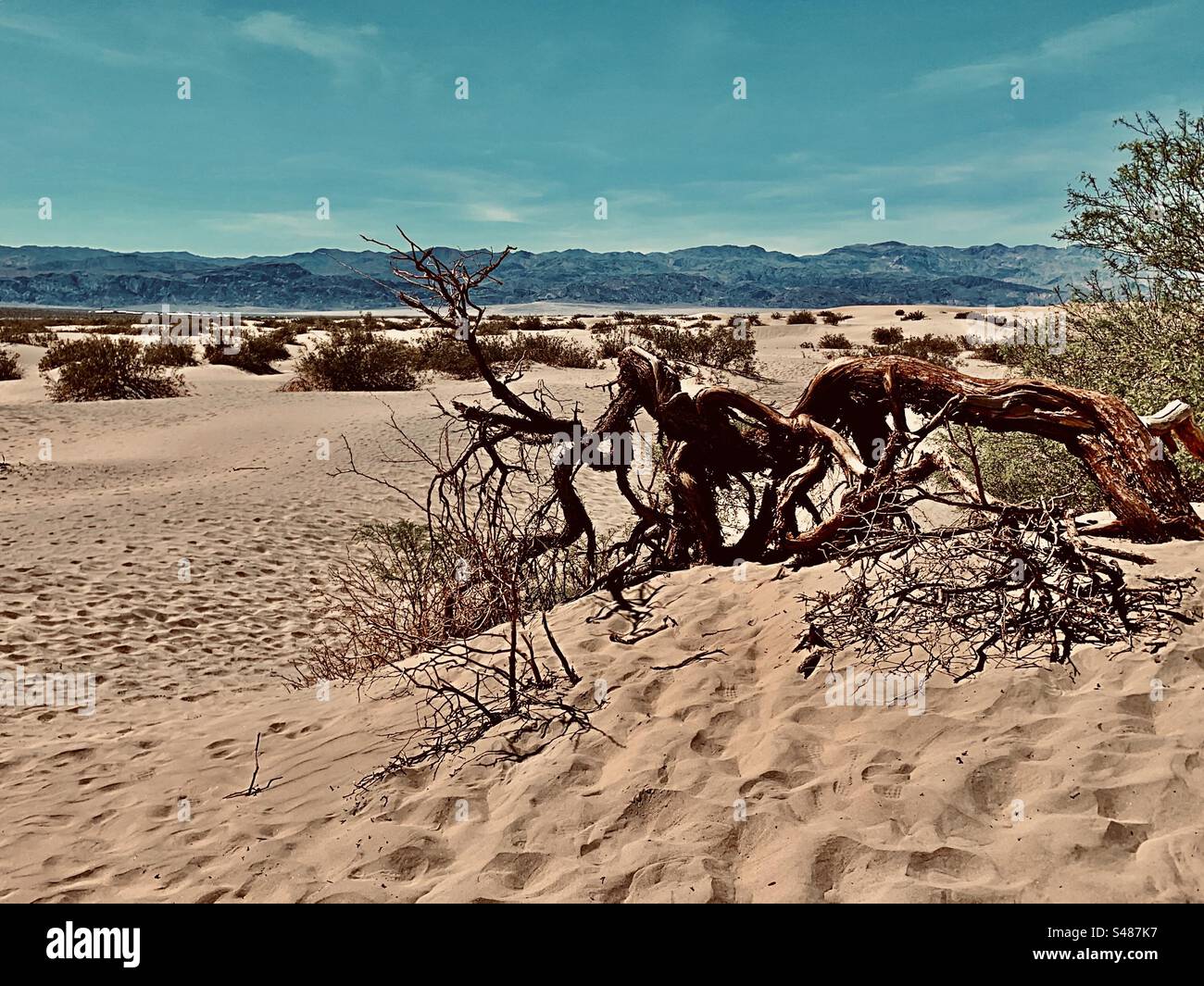 Ein toter Baum in einer Sanddüne im Death Valley National Park in Kalifornien, USA. Es gibt hohe Berge im Hintergrund und kleine grüne Büsche. Der Himmel ist blau. Stockfoto