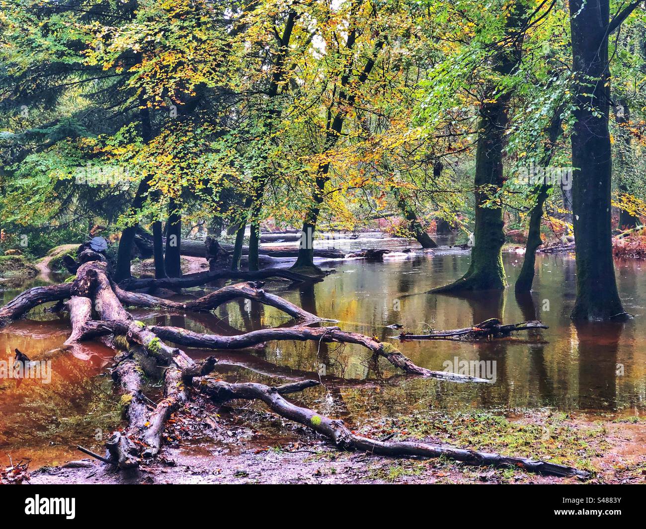 Überfluteter New Forest River bei Blackwater Hampshire Vereinigtes Königreich Stockfoto