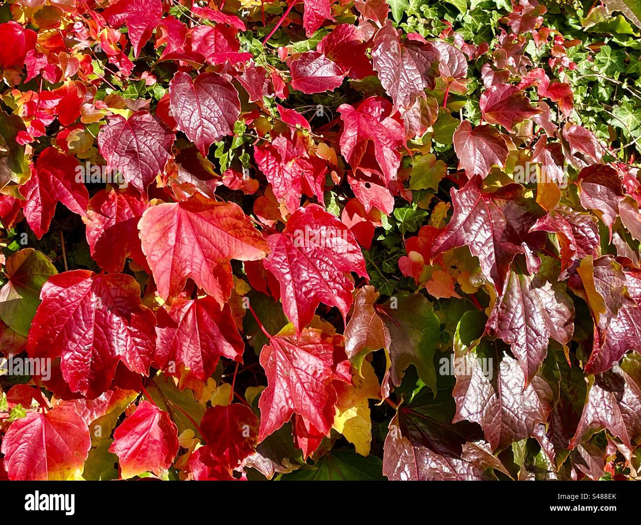 Rote Virginia Kriechfahrt im Herbst Stockfoto