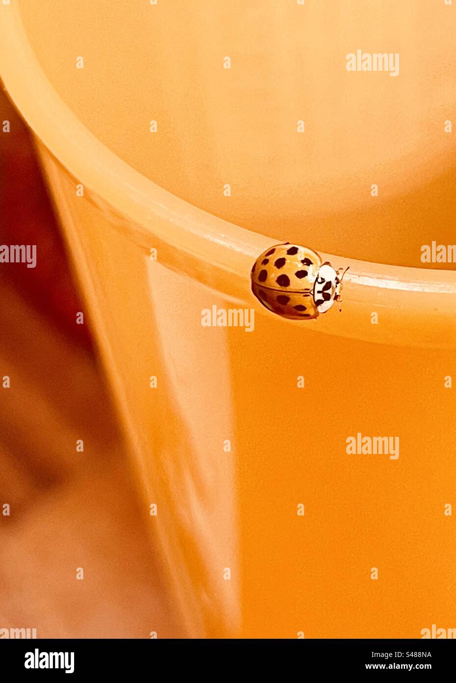 Asiatische Lady Beetle auf Rand oder orangefarbenen Plastikbecher Stockfoto