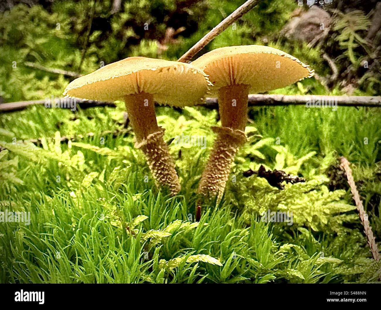 Zwei gelbe Pilze im wald. Stockfoto