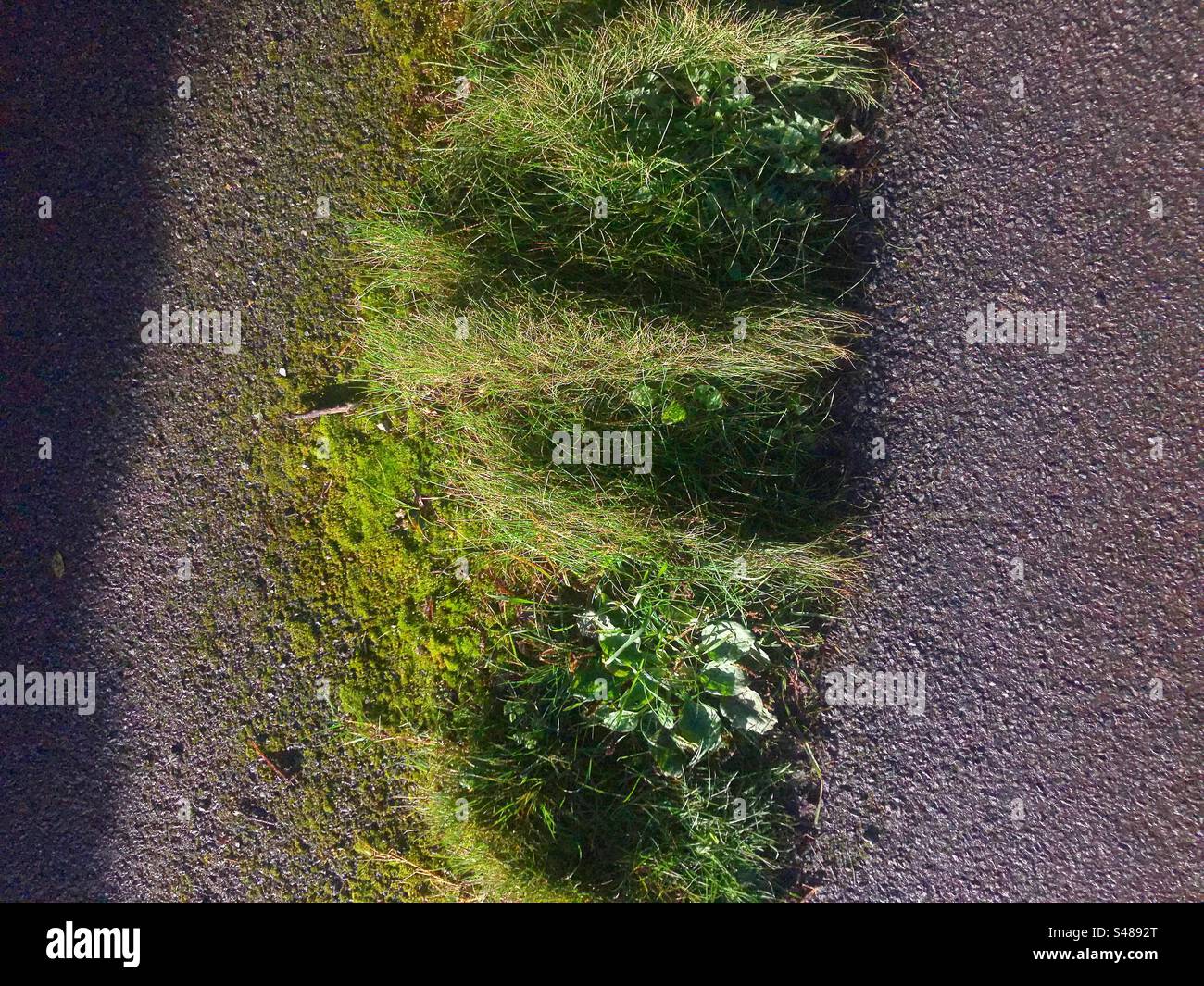 Gras in der Mitte der Landstraße - Smartphone-aufgenommenes Stockfoto
