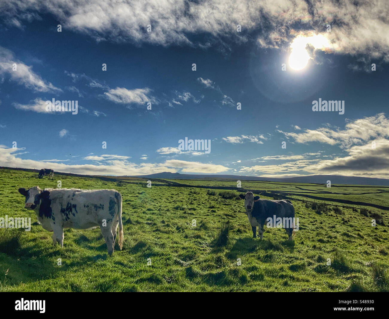 Kühe auf einem Feld in North Yorkshire am Wintertag Stockfoto