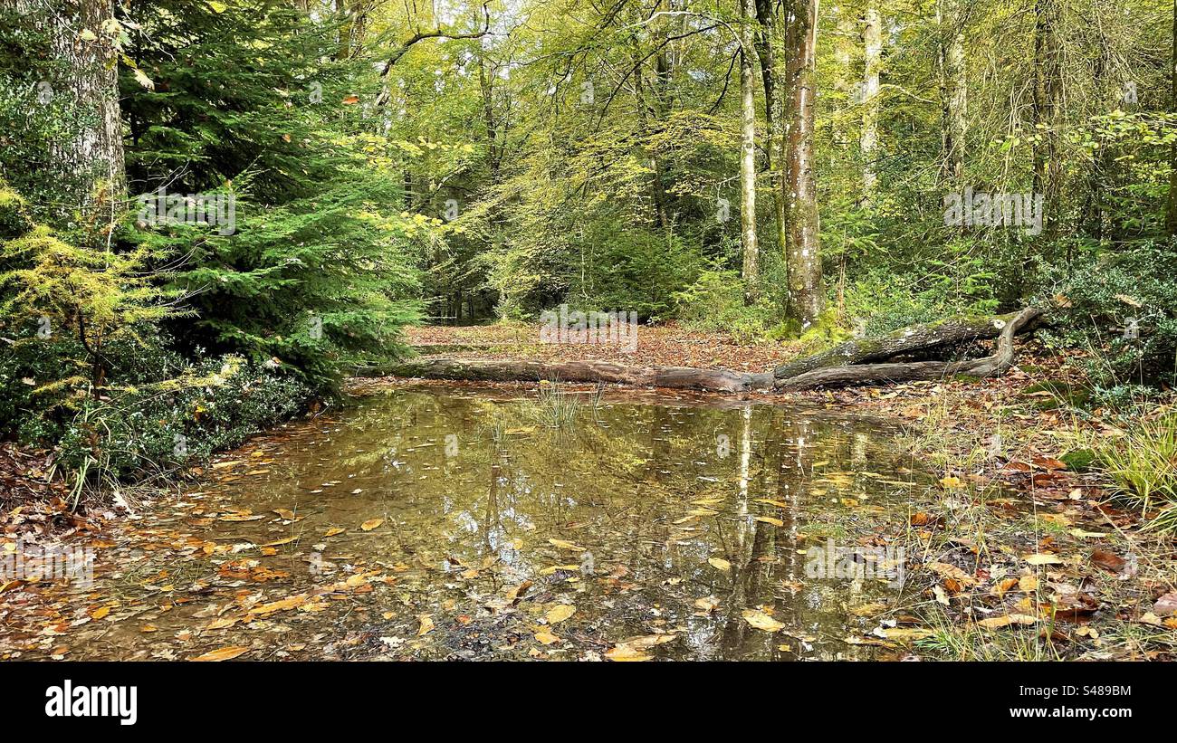 Überflutete Waldwege Stockfoto