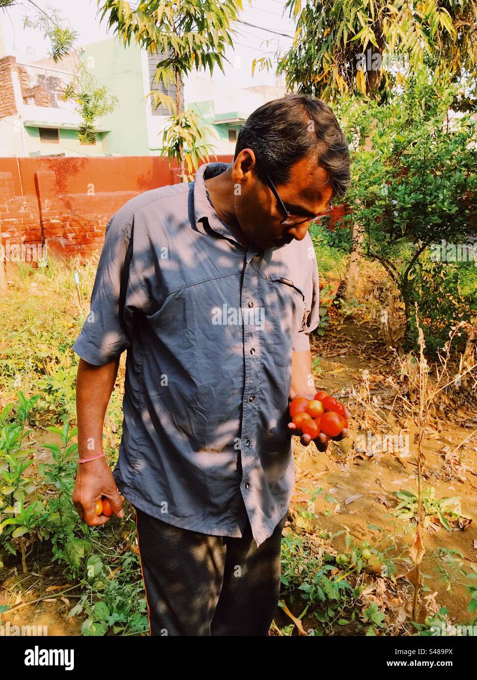 Ein Bio-Tomatenbauer, der seine Ernten vermisst - Smartphone-aufgenommenes Stockfoto