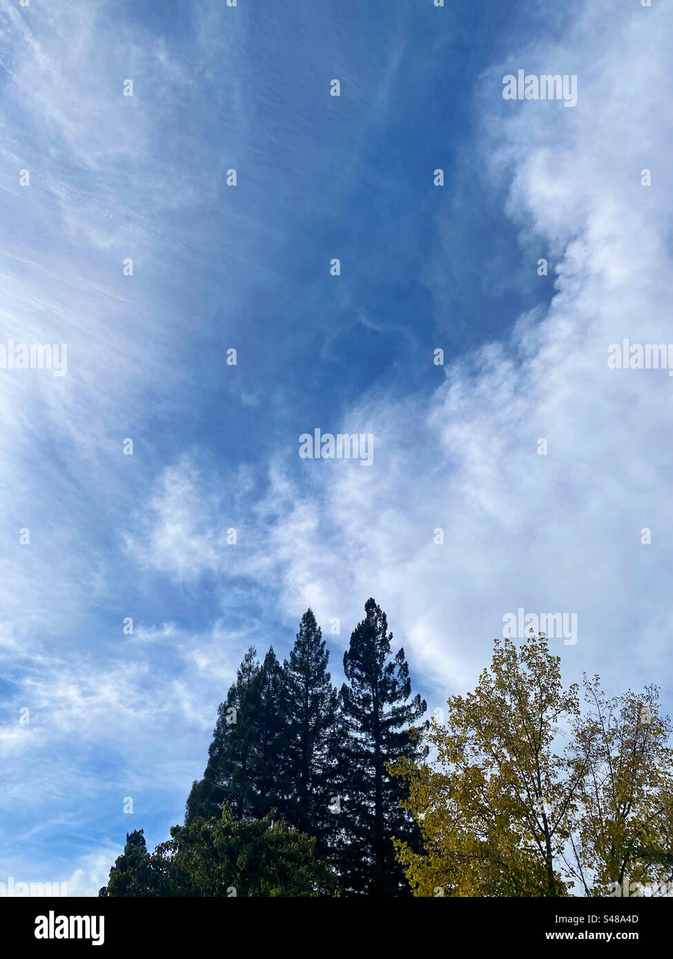 Luftige Wolken über dem Mammutbaum Stockfoto