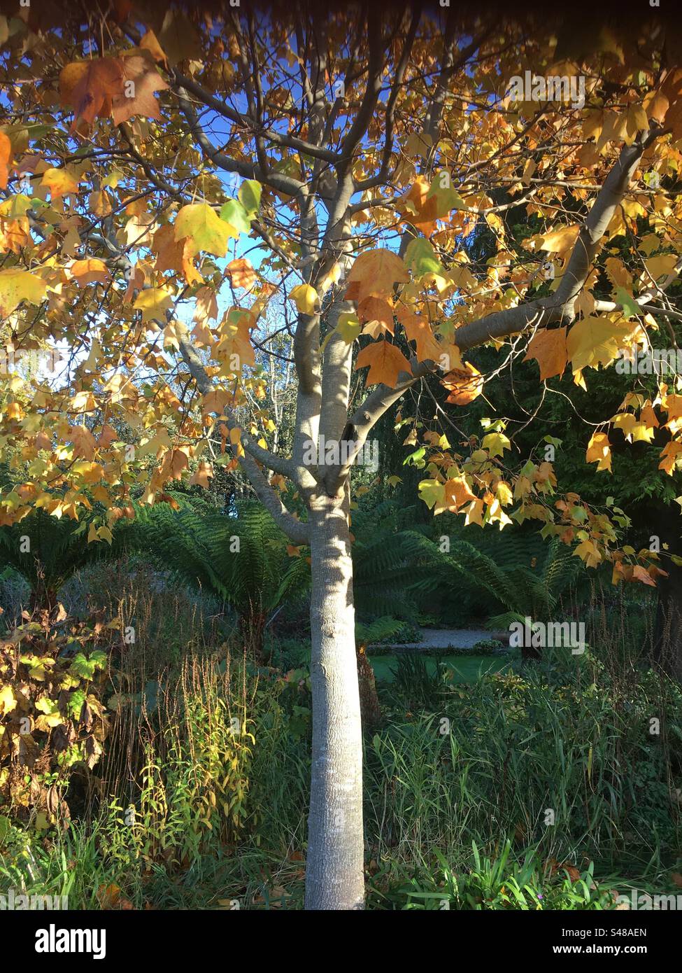 Herbst, Herbst, Baum, Gold. Gelb, Blätter, Natur? Stockfoto