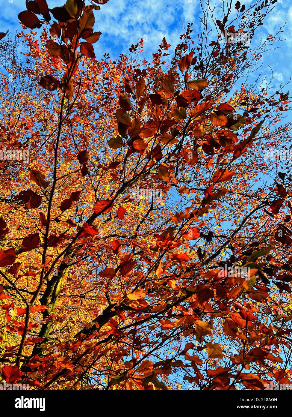 Herbstlaub auf Ästen an einem Baum in England Stockfoto