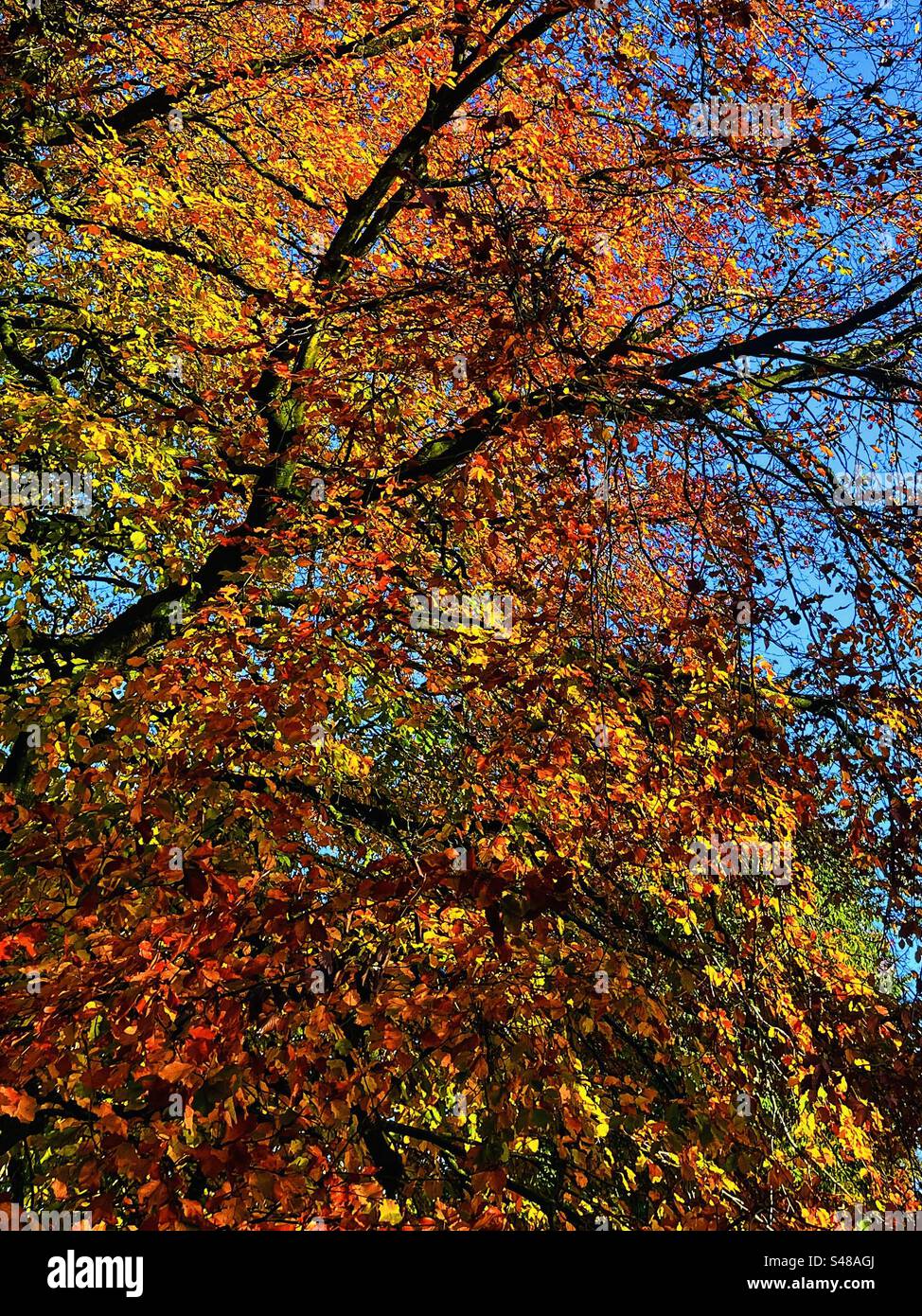 Herbstblätter sehen den Himmel mit Ästen, Gelben, roten und Orangen in England Stockfoto