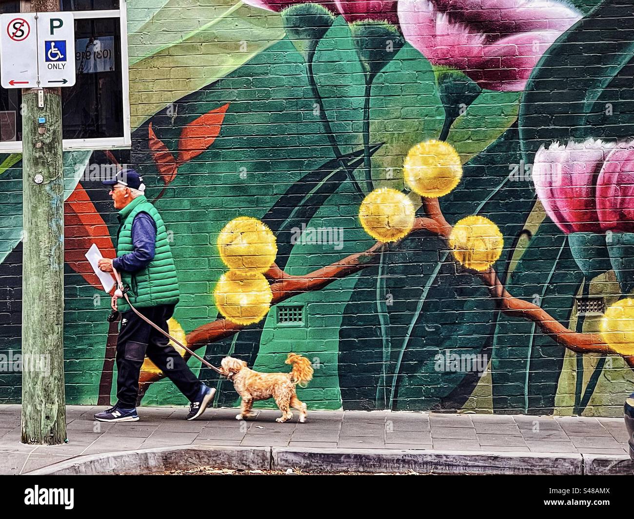 Senior-Mann, der Besorgungen macht, während er mit dem Hund gegen ein großes Wandgemälde in der Stadt geht. Straßenfotografie. - Smartphone-aufgenommenes Stockfoto