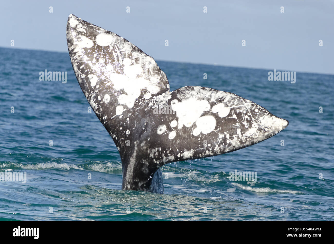 Die Geschichte eines Grauwals in Baja California Mexiko - Smartphone-aufgenommenes Stockfoto