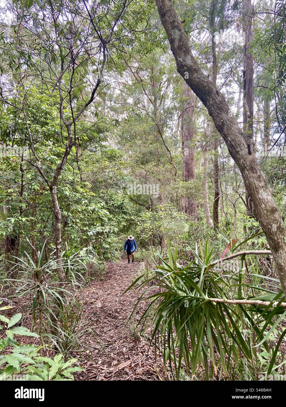 Anstrengender Aufstieg Syndicate Trail Dorrigo Mountains Bellingen NSW Australien Stockfoto