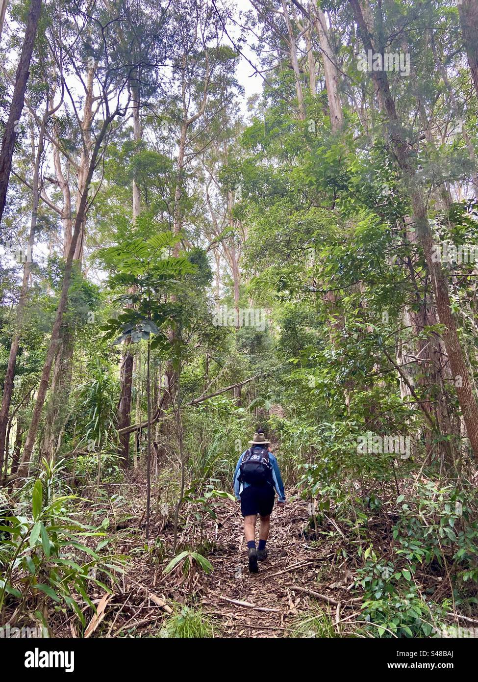 Hiker Syndicate Trail Dorrigo Mountains Bellingen NSW Australien Stockfoto
