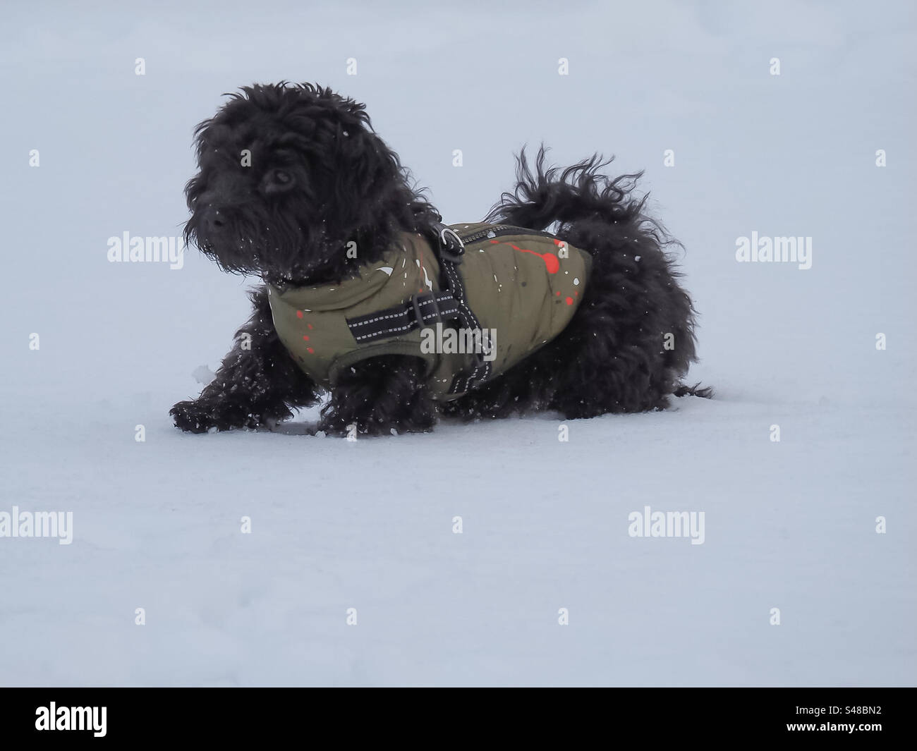 Schwarzer Hund im Schnee - Smartphone-aufgenommenes Stockfoto