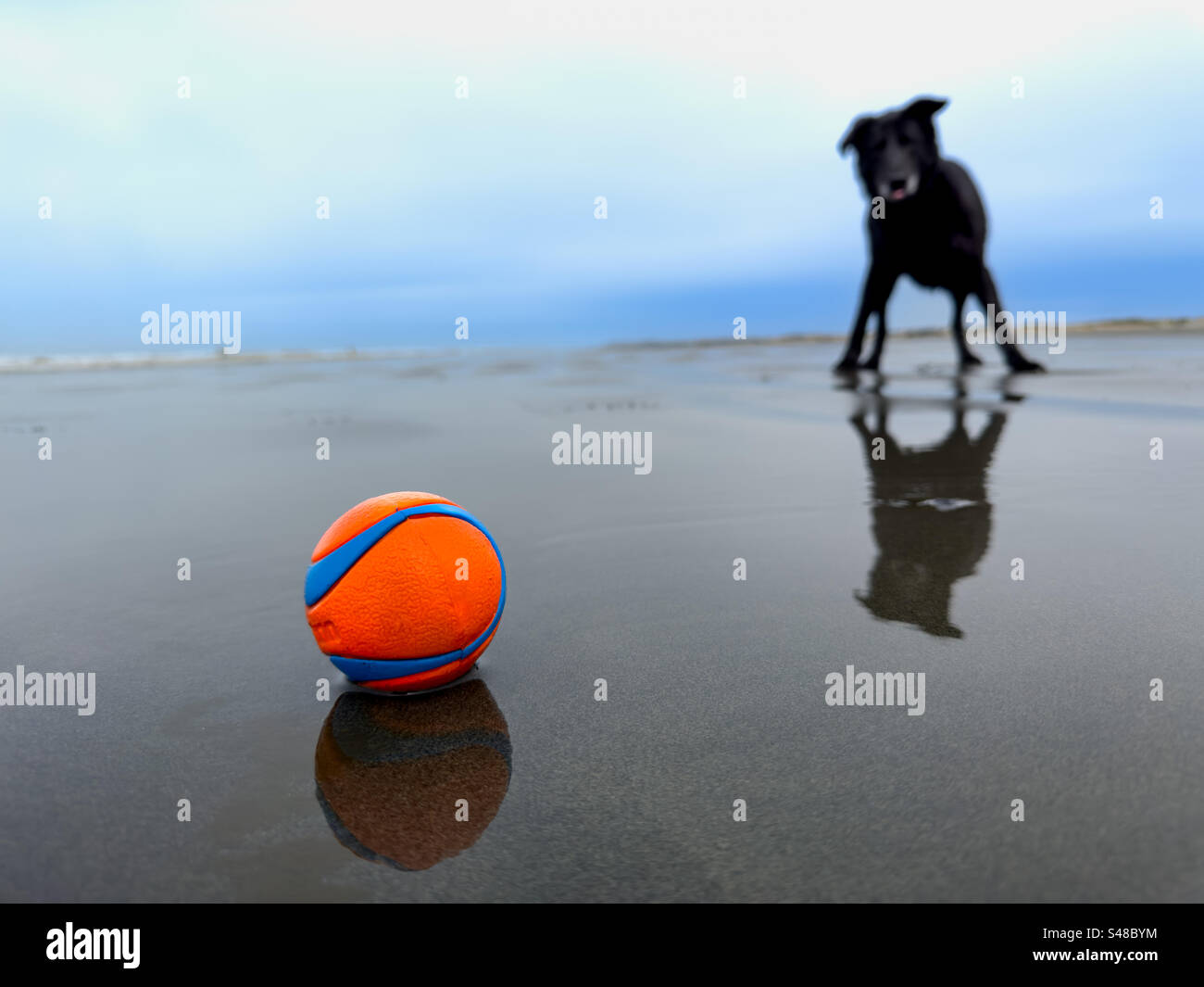 Hund, der auf das Spiel der Abholung am Strand vorwarnt - Smartphone-aufgenommenes Stockfoto