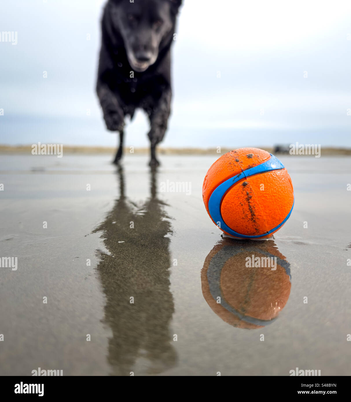 Ein Hund springt auf einen Ball in einem Spiel der Abholung am Strand. Selektiver Fokus. Stockfoto