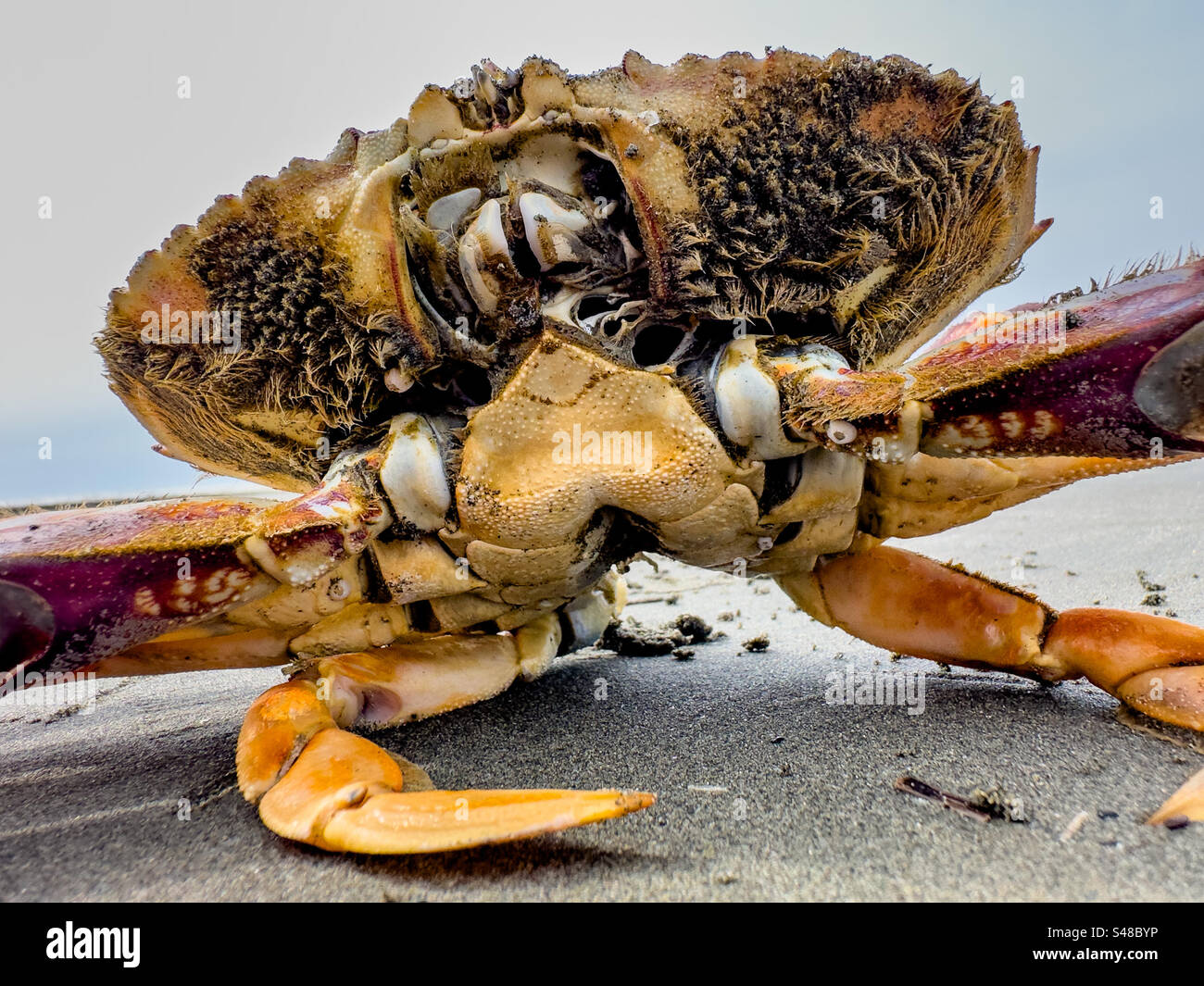 Dungeness Krabbe an einem Strand im Bundesstaat Washington Stockfoto