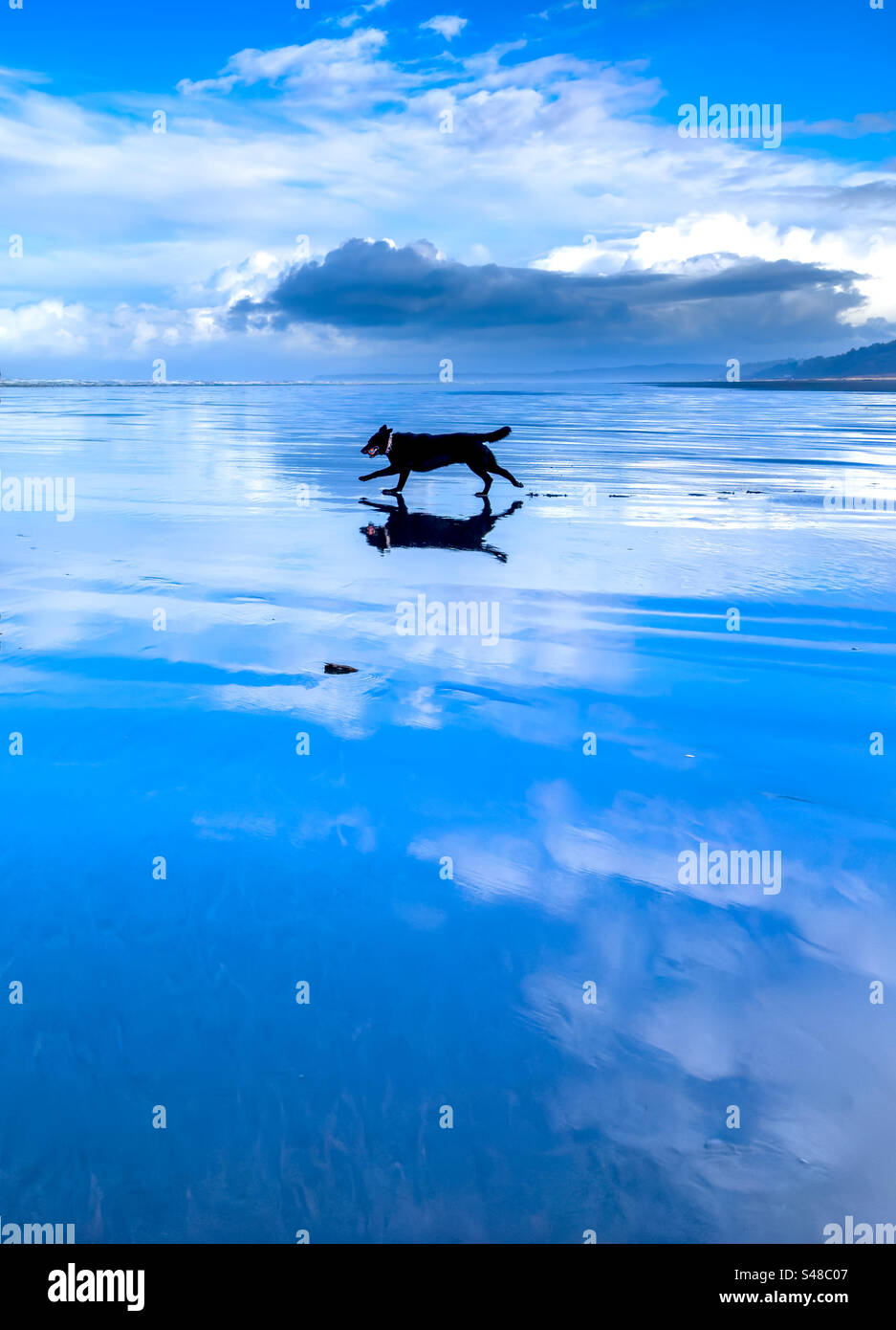 Glücklicher Hund, der am Strand läuft Stockfoto