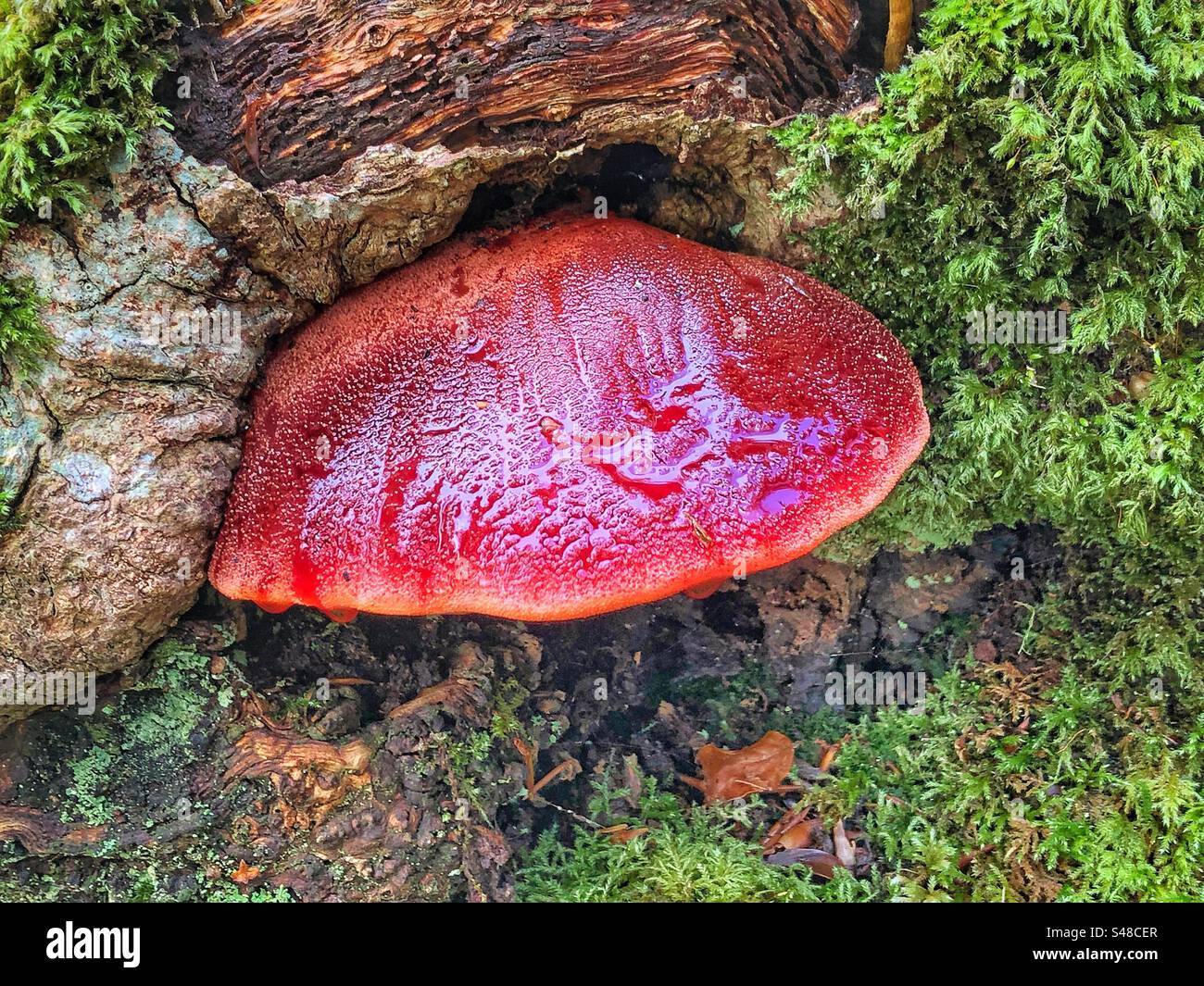 Beefsteak-Pilz (Fistulina hepatica) wächst in Knightwood Oak, New Forest National Park Hampshire Vereinigtes Königreich Stockfoto