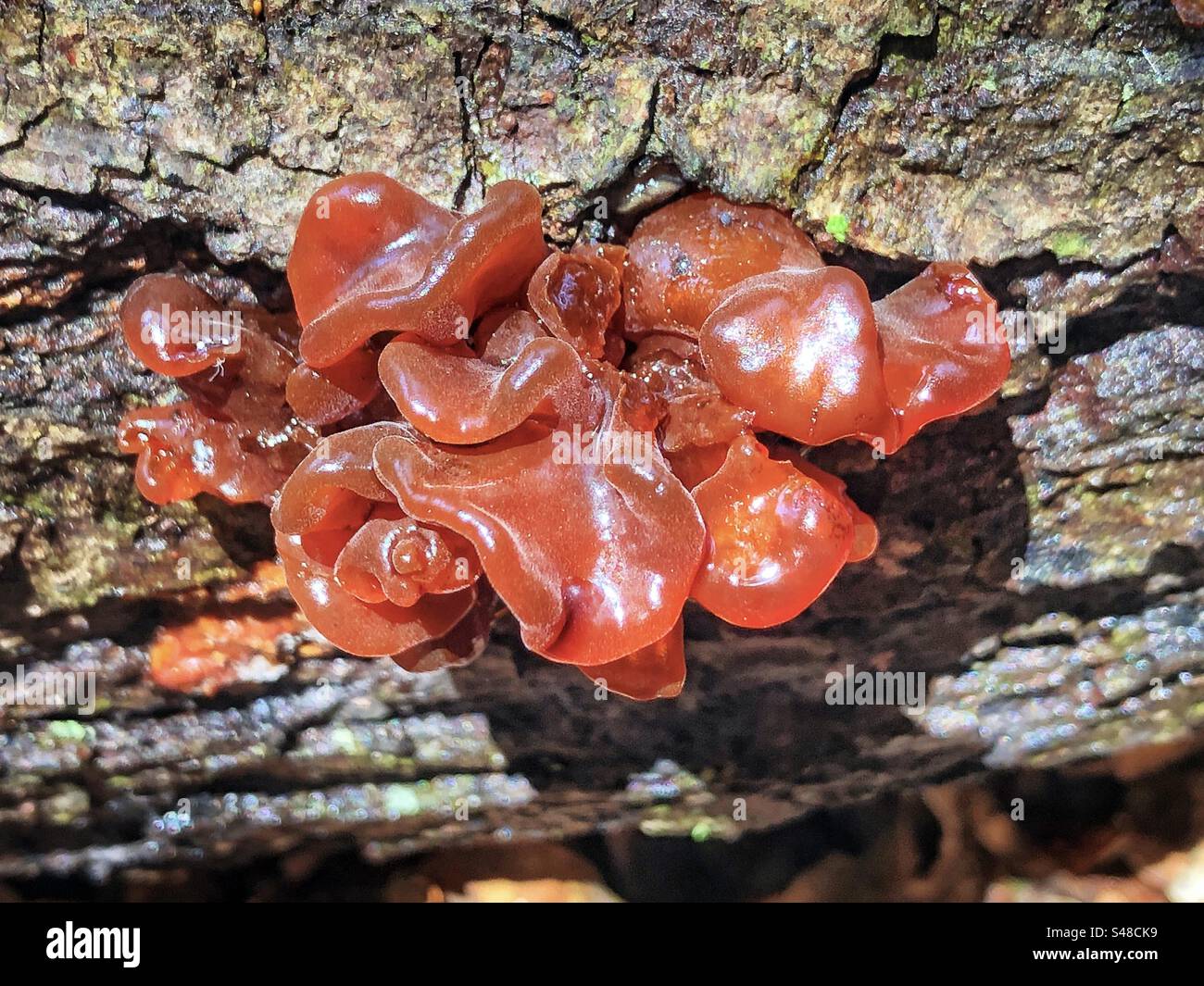 Amber Gelee Roll Pilz (Exidia crenata) wächst in Knightwood Oak, New Forest National Park Hampshire Vereinigtes Königreich Stockfoto
