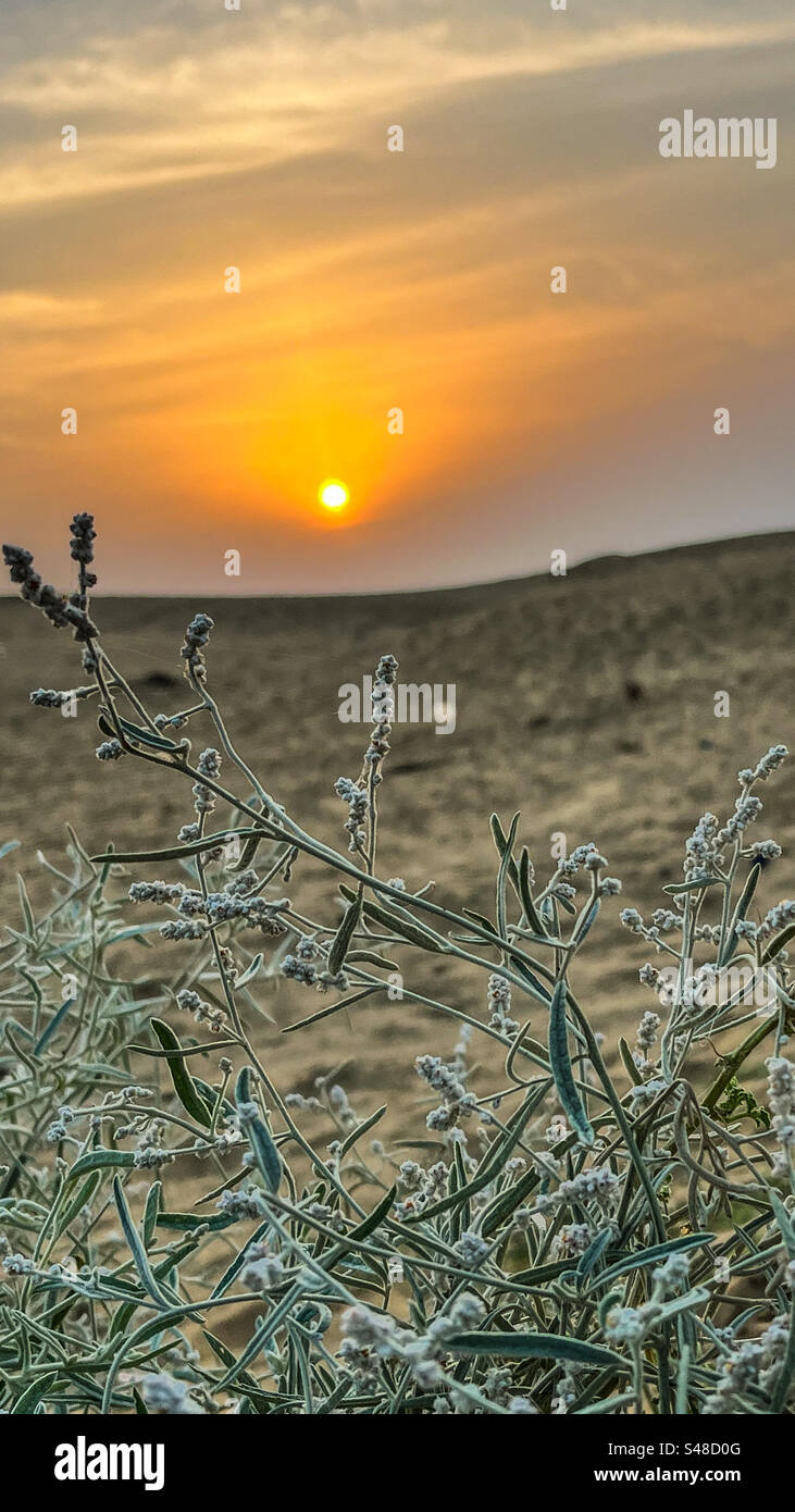 Sonnenaufgang in der Wüste Stockfoto