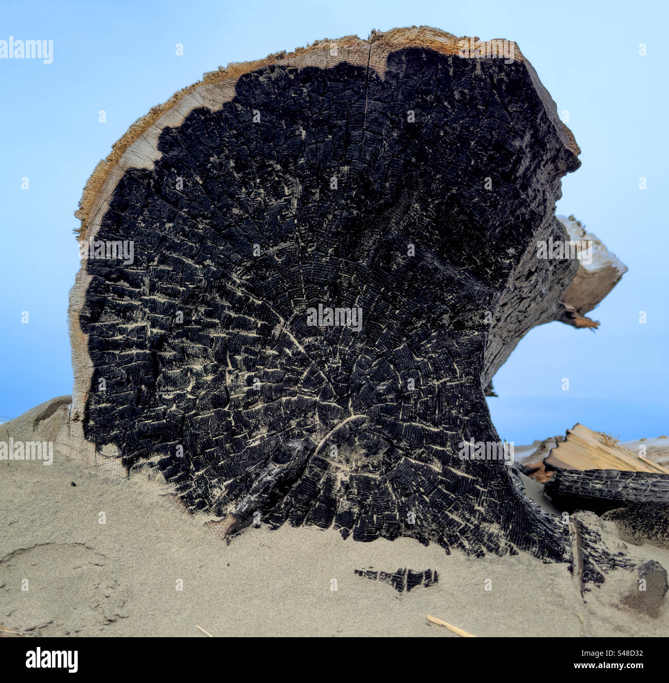 Nahaufnahme von verbranntem Treibholz am Strand, Ort des abendlichen Lagerfeuers Stockfoto