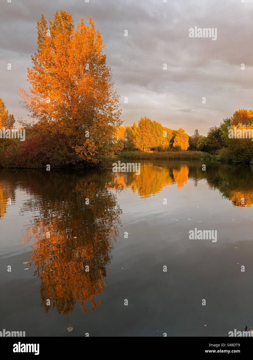 Herbstlicht im Mouldon Country Park Stockfoto