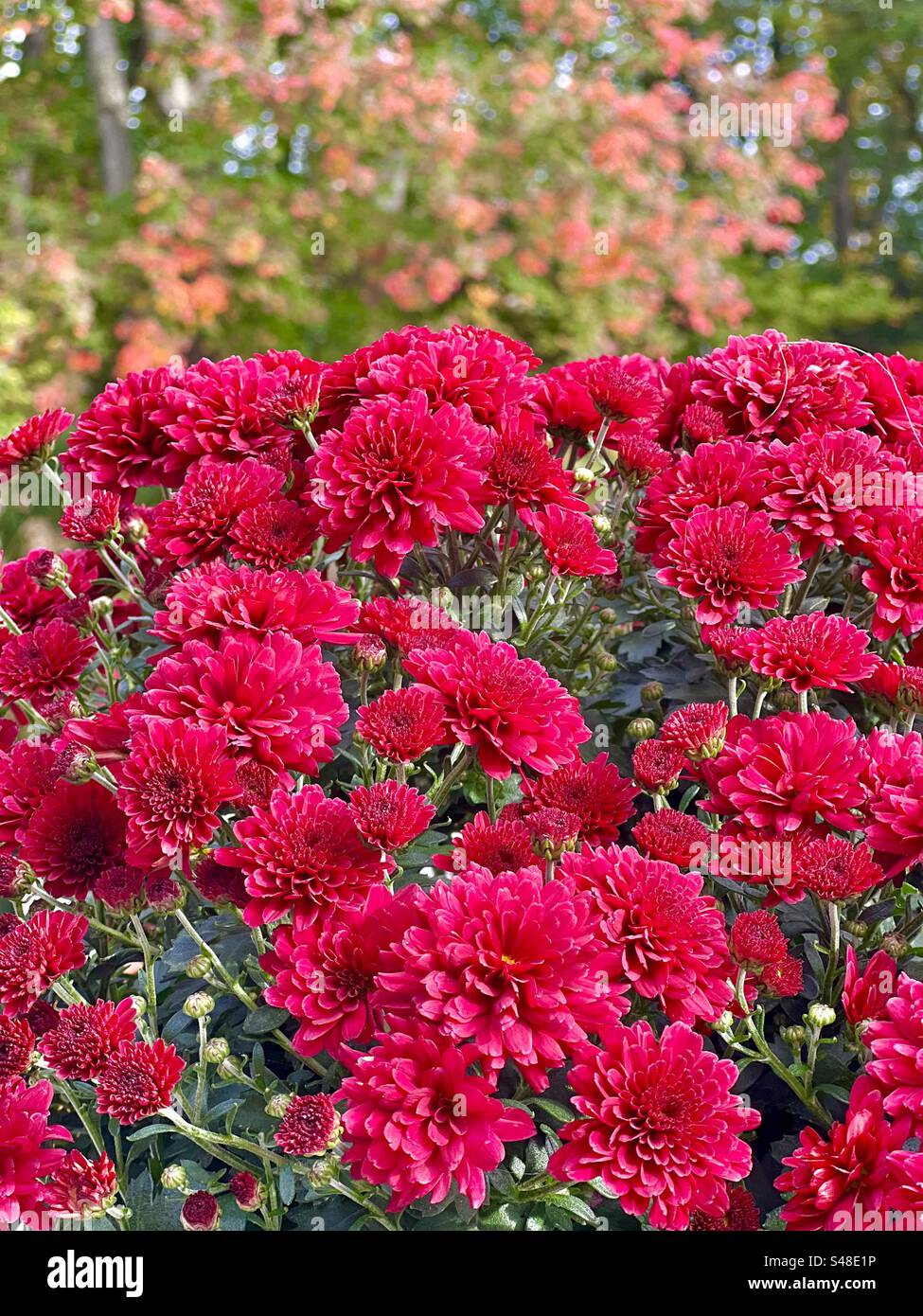 Dunkelrosa Herbstmütter und Herbstblätter in der Ferne Stockfoto