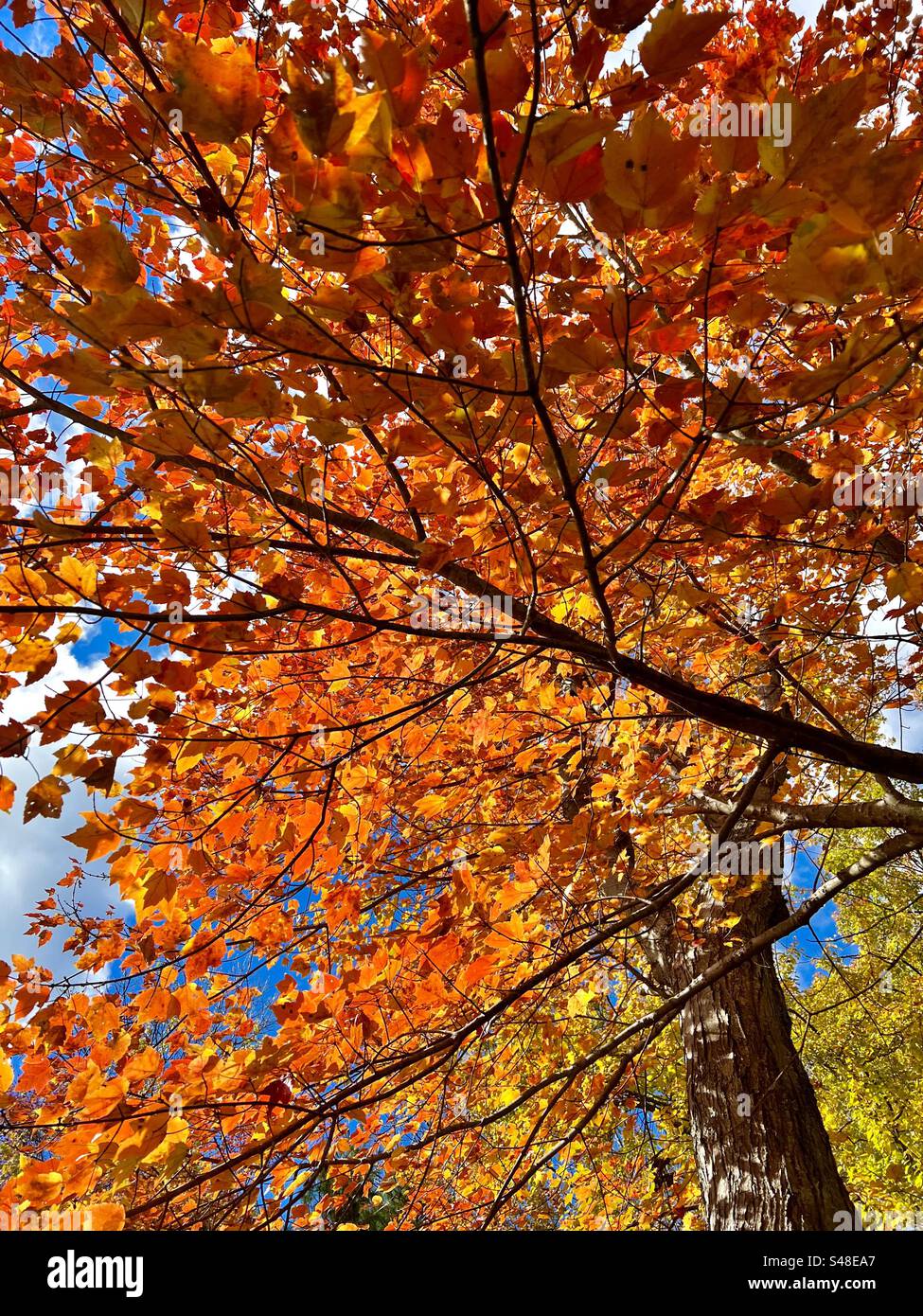 Wunderschöne Orangen- und Gelbtöne, die von der Herbstsonne beleuchtet werden - Smartphone-aufgenommenes Stockfoto