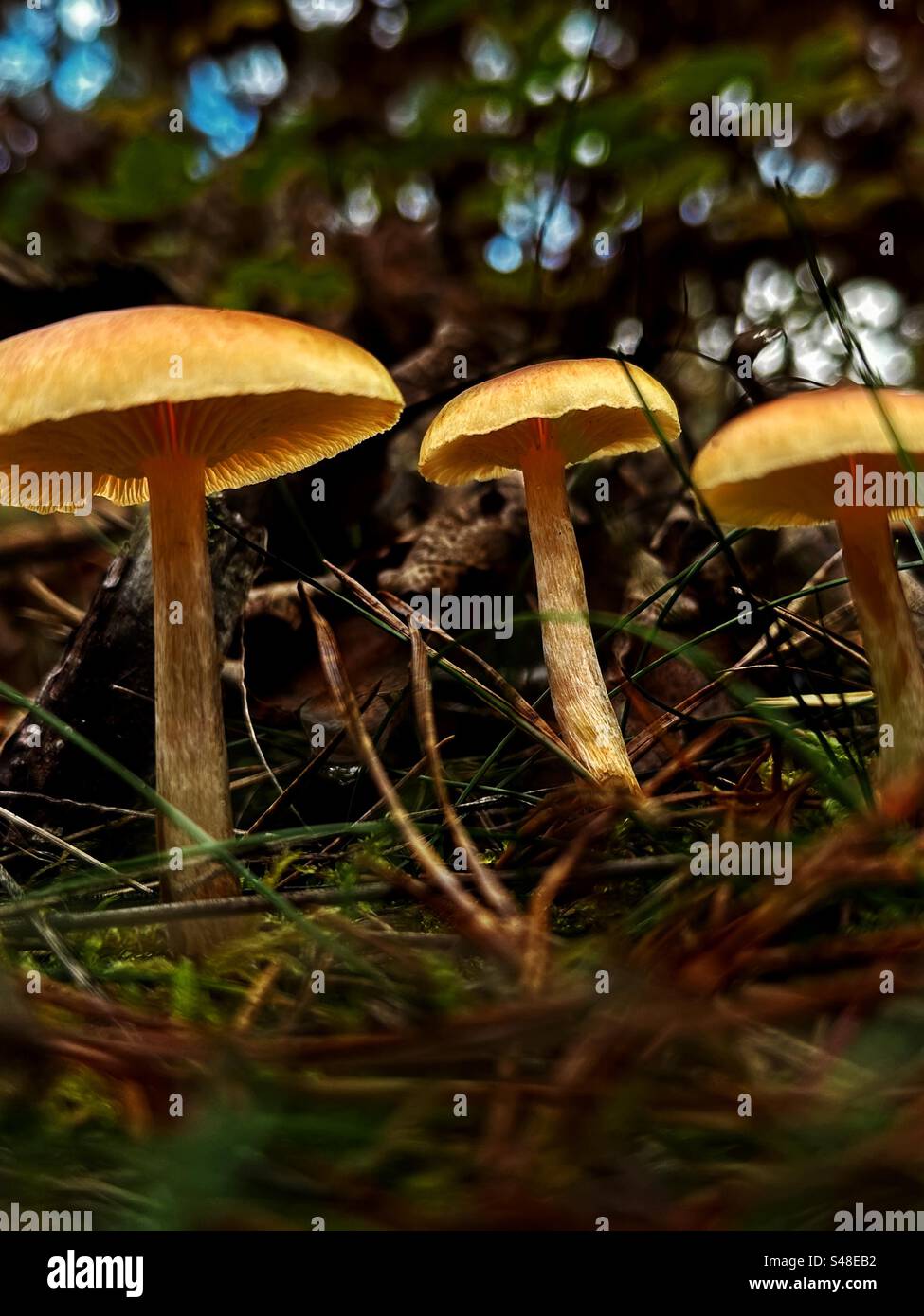 Orangenpilze im Herbstwald - Smartphone-aufgenommenes Stockfoto