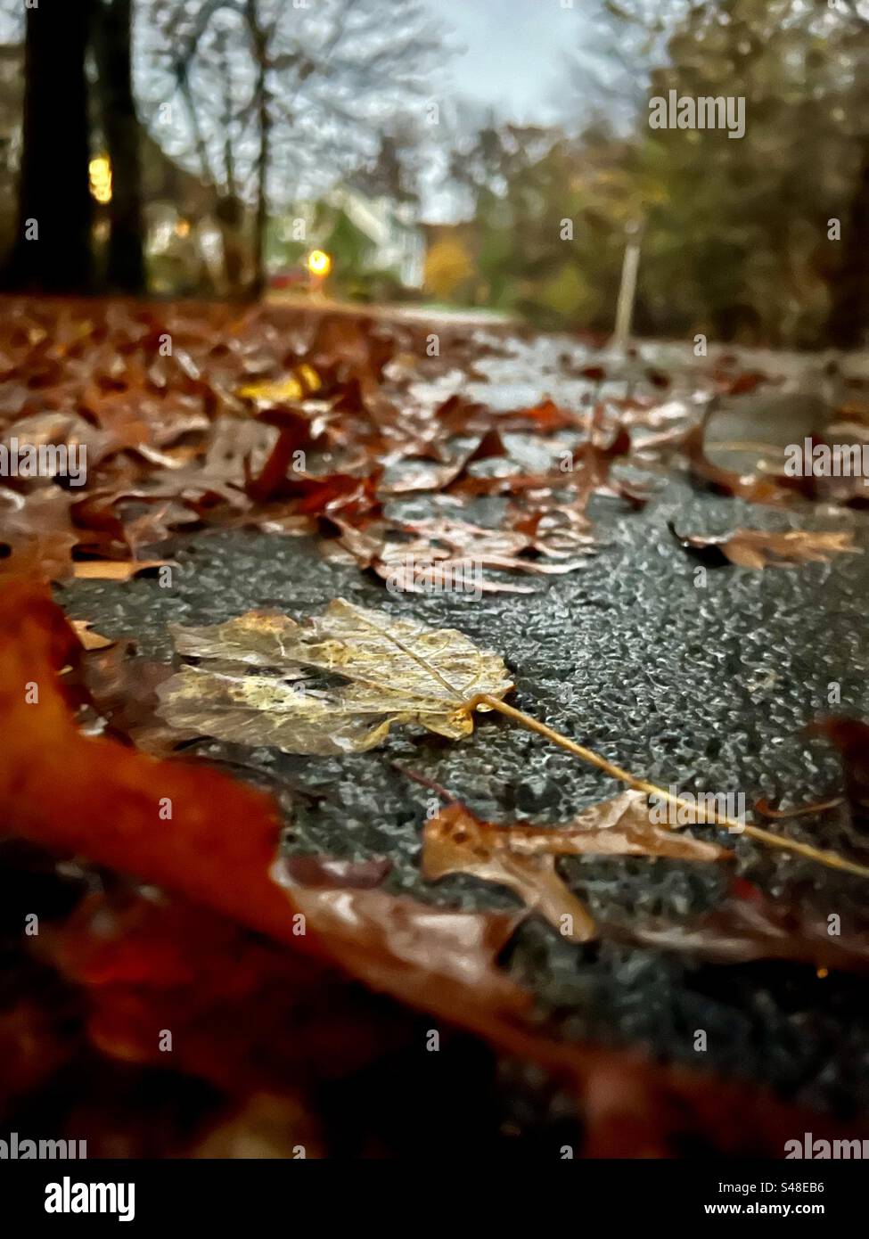 Gefallene Blätter entlang einer Straße an einem nassen Herbsttag nach Regen. Stockfoto