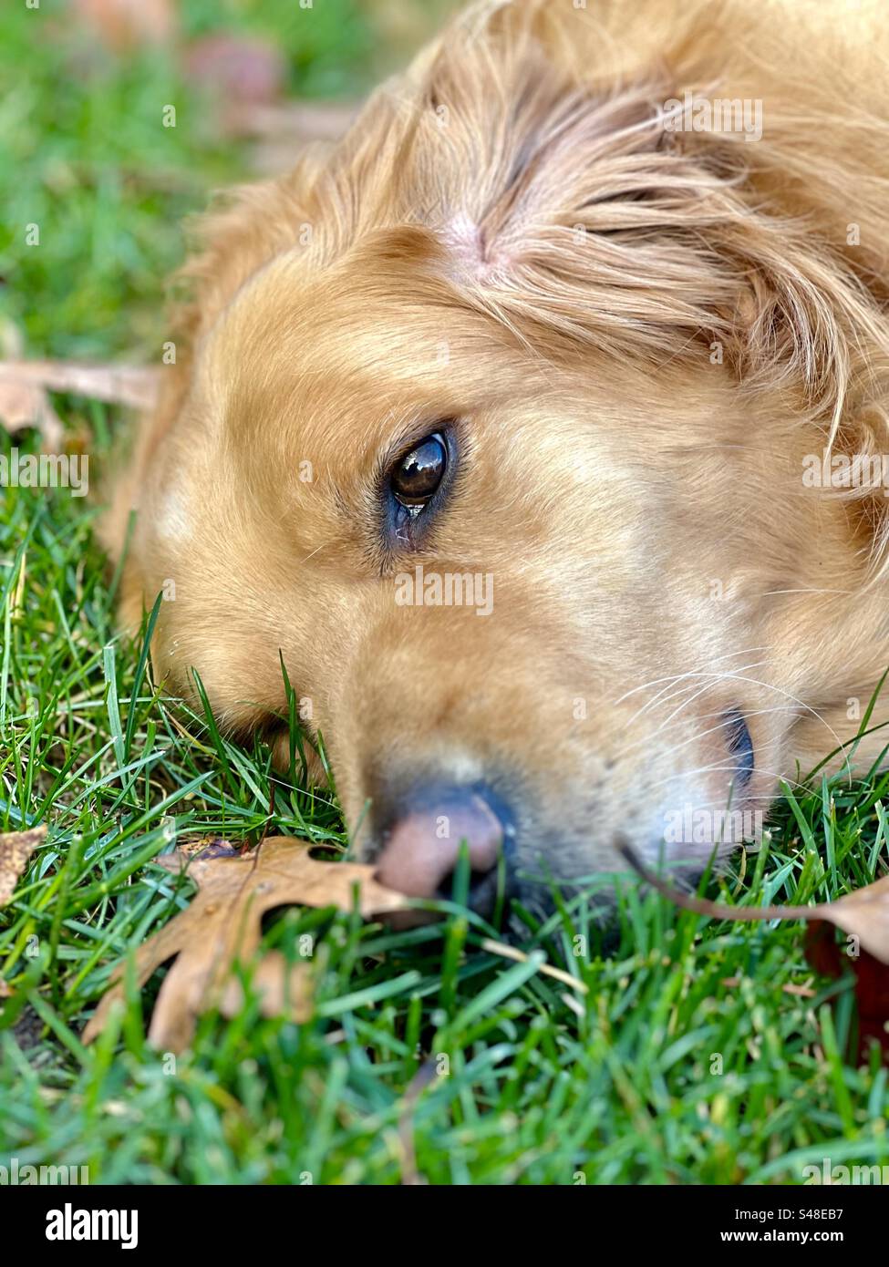 Hund im Gras mit einem Blatt oben auf der Nase Stockfoto