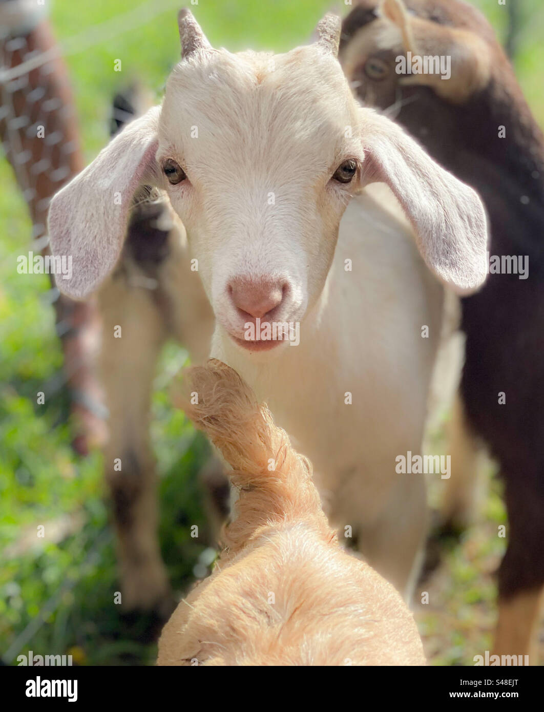 Baby Ziegen auf einem Bauernhof - Smartphone-aufgenommenes Stockfoto