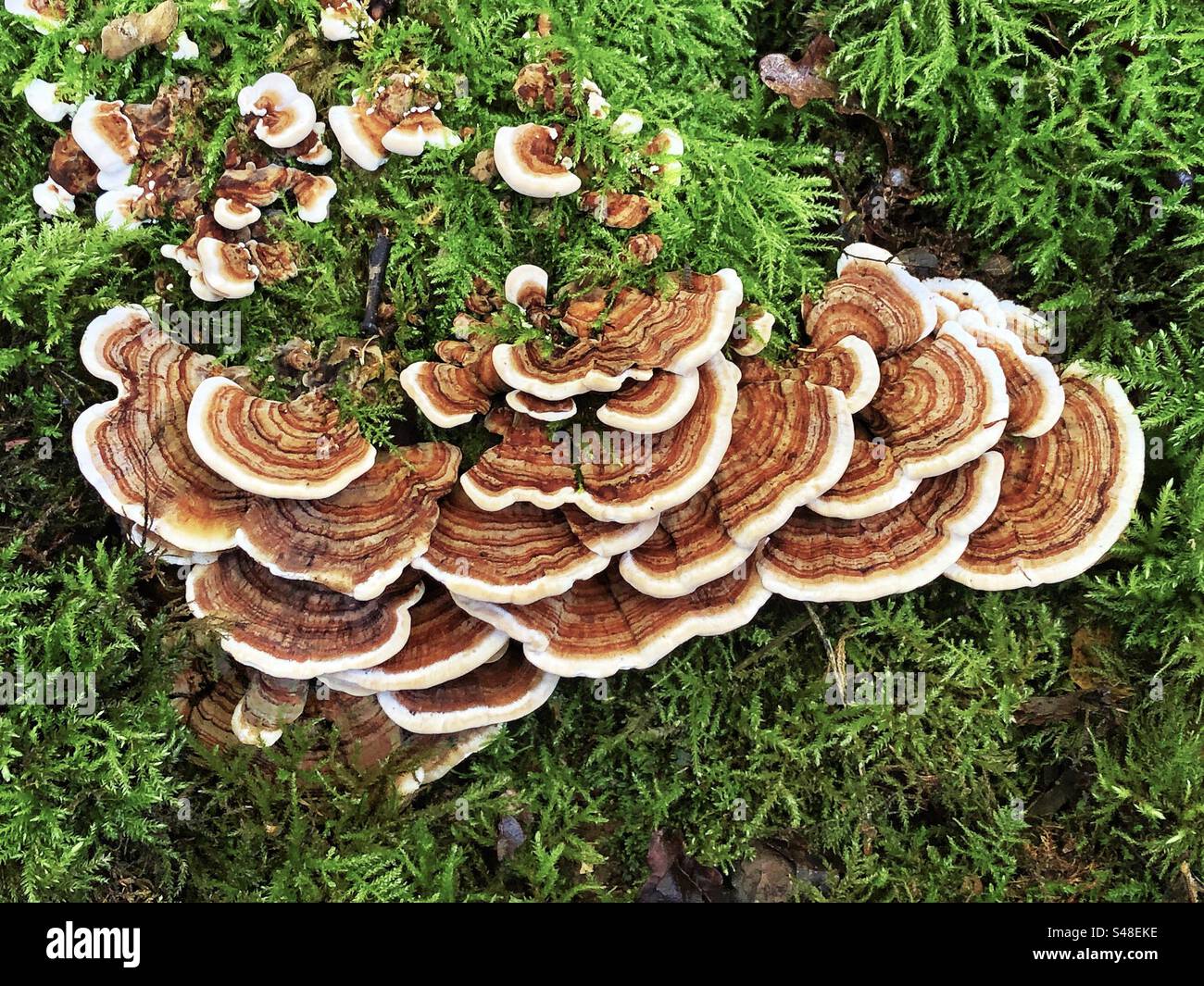 Truthahnschwanzpilz (Trametes versicolor) wächst in Crab Woods in Winchester, Hampshire, Großbritannien - Smartphone-aufgenommenes Stockfoto
