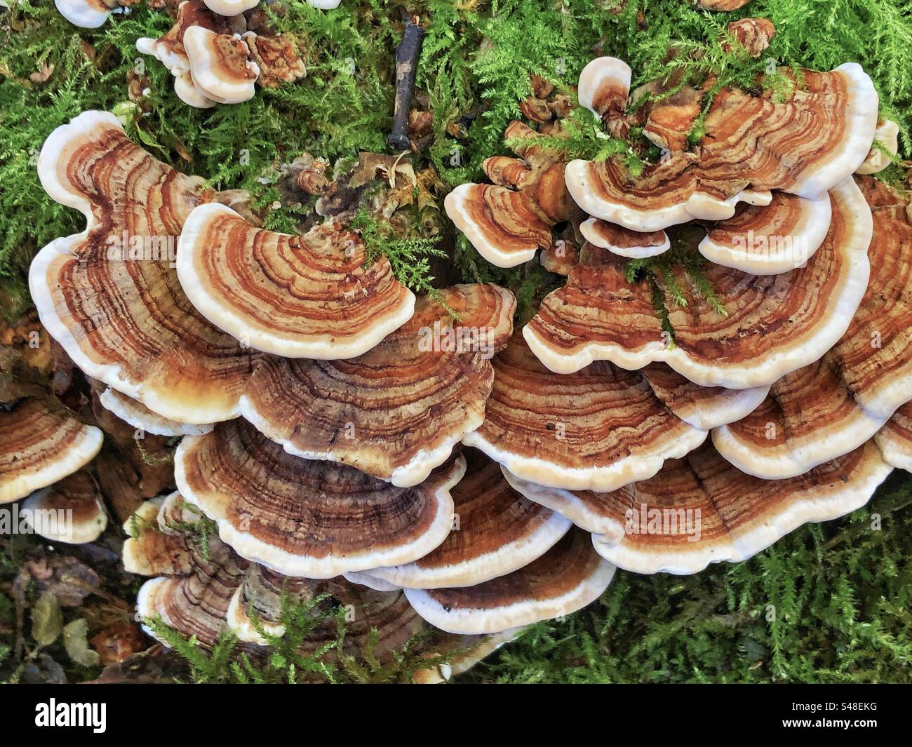 Truthahnschwanzpilz (Trametes versicolor) wächst in Crab Woods in Winchester, Hampshire, Großbritannien - Smartphone-aufgenommenes Stockfoto