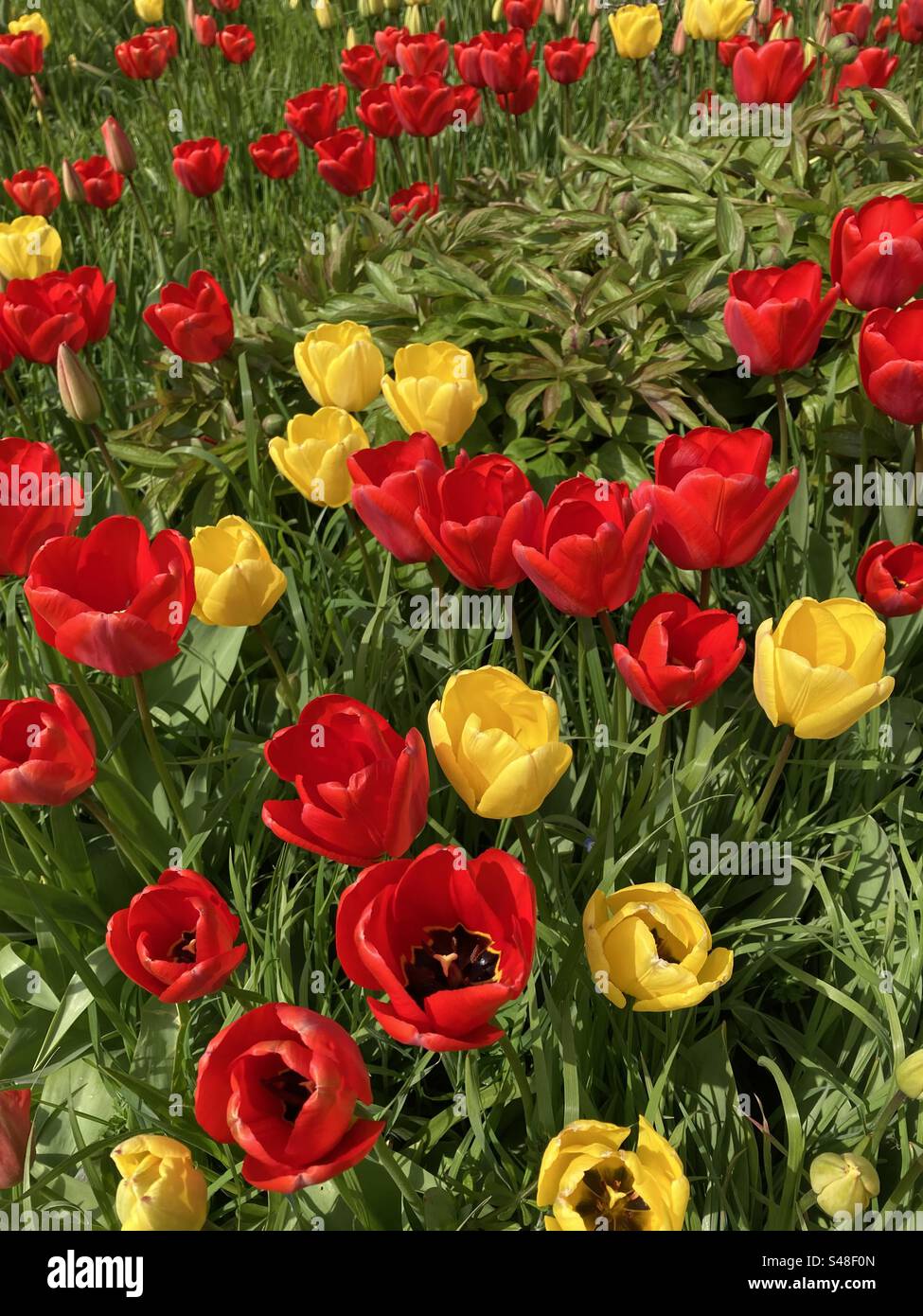 Rote und gelbe Tulpen in einem Garten in Großbritannien im Frühjahr Stockfoto