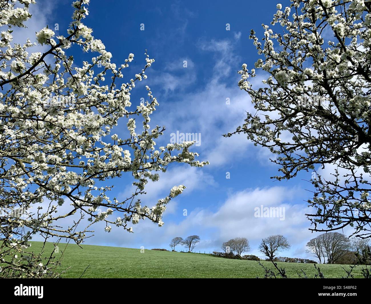 Weiße Blütenbäume im Vordergrund mit Feld, Bäumen und blauem Himmel dahinter. Landschaft Stockfoto