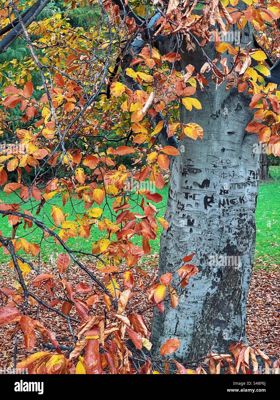 Herbstblätter und Graffiti auf Baumrinde im Central Park, New York Stockfoto