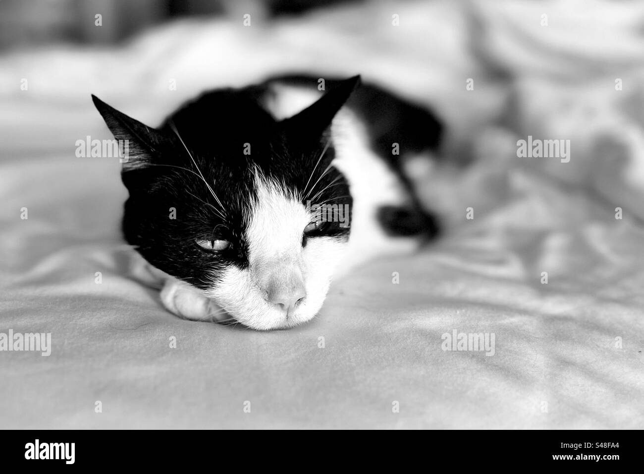 Schläfrige Katze Stockfoto