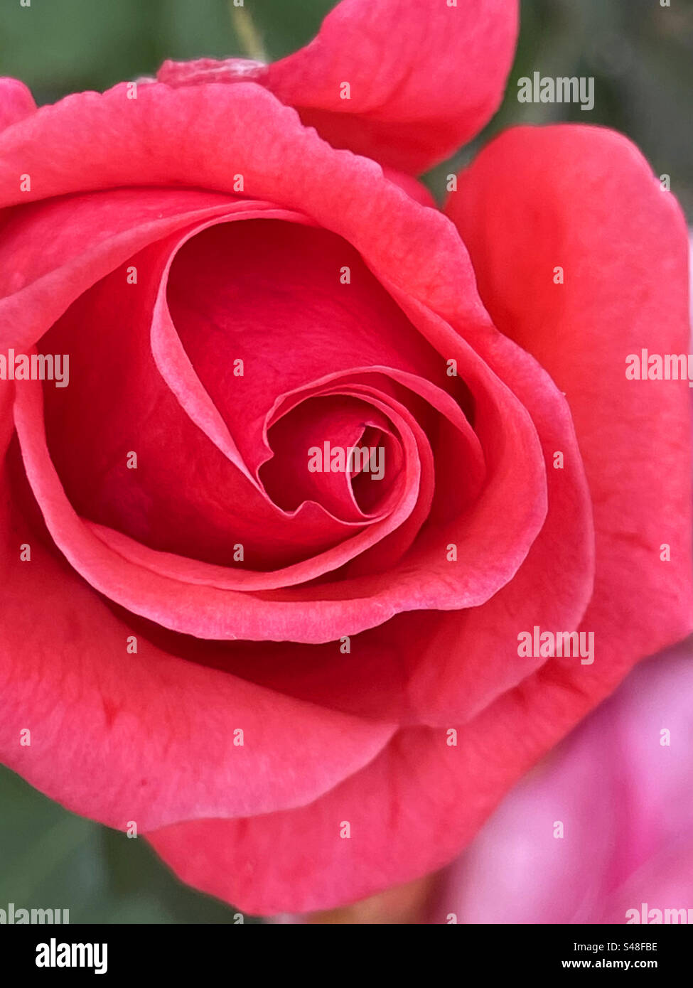 Rote Rose. - Smartphone-aufgenommenes Stockfoto