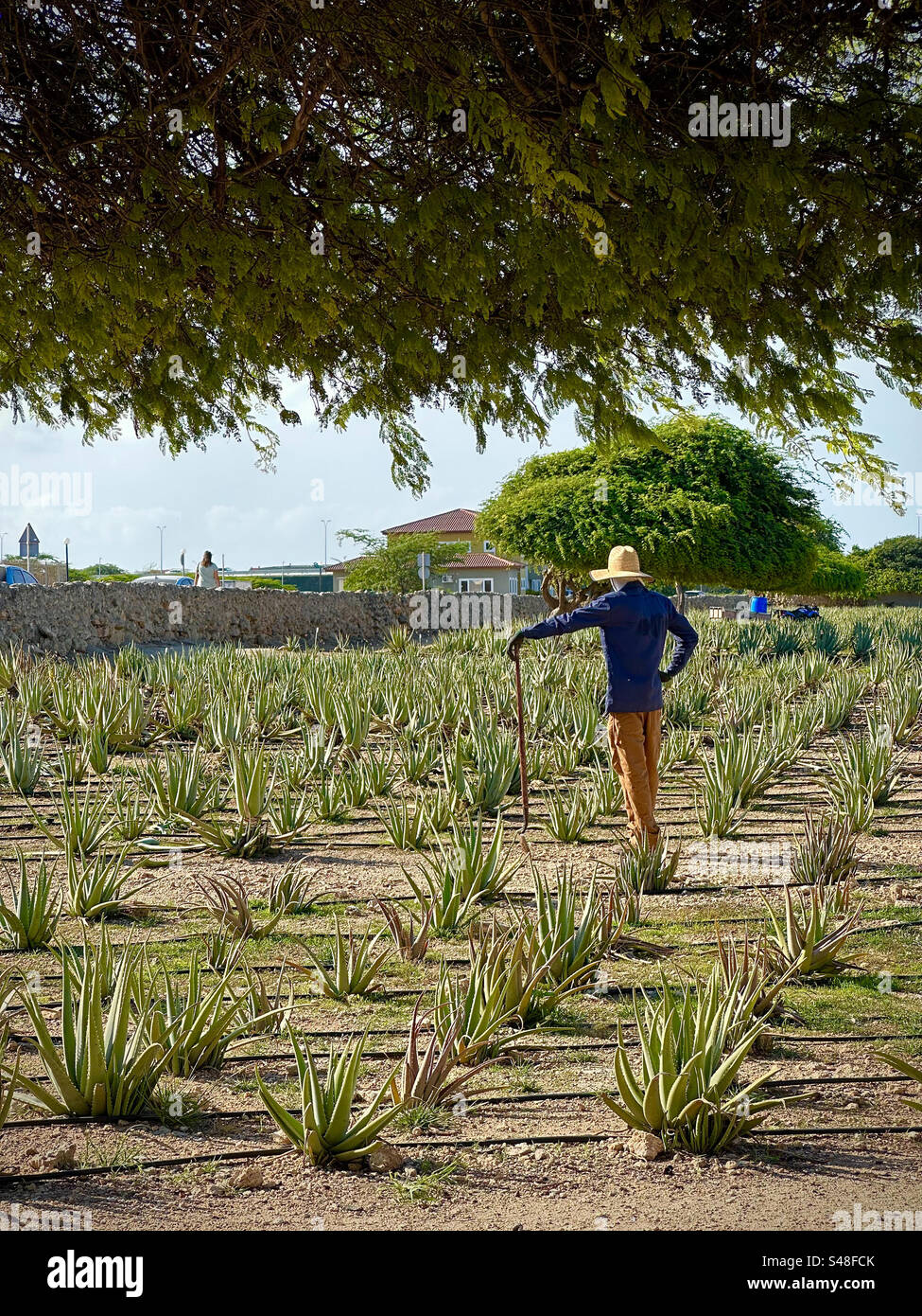 Aloe Vera Farm. Aruba. Niederländische Antillen Stockfoto