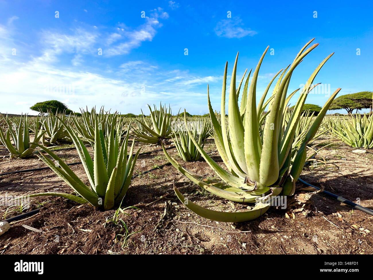 Aloe Vera Pflanzen auf der Aloe Farm. Aruba. Niederländische Antillen Stockfoto