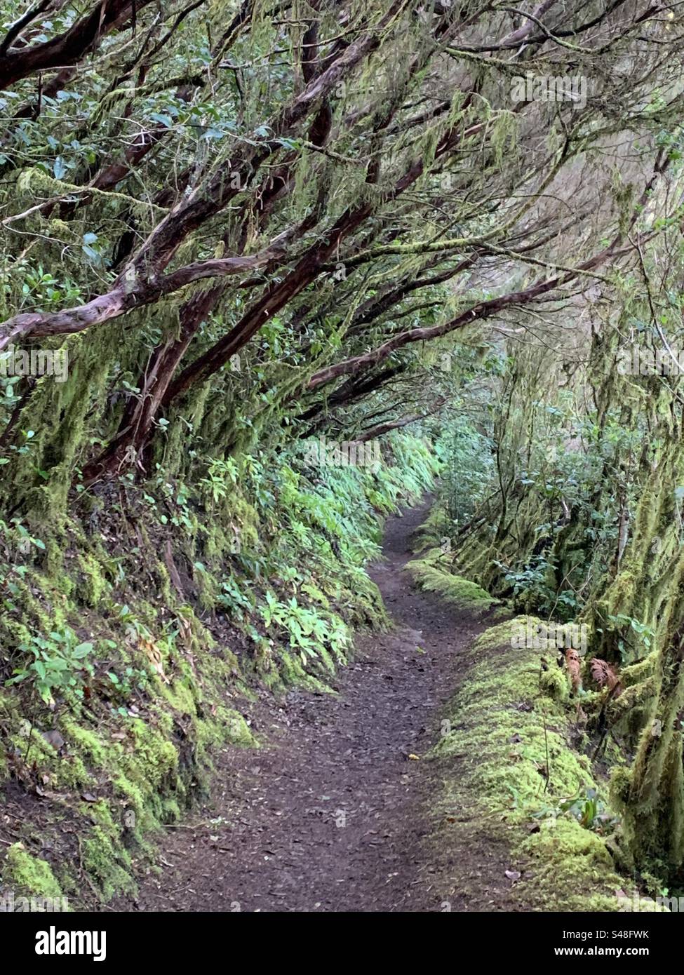 Lorbeerwald in anaga ländlicher Park Teneriffa - Smartphone-aufgenommenes Stockfoto