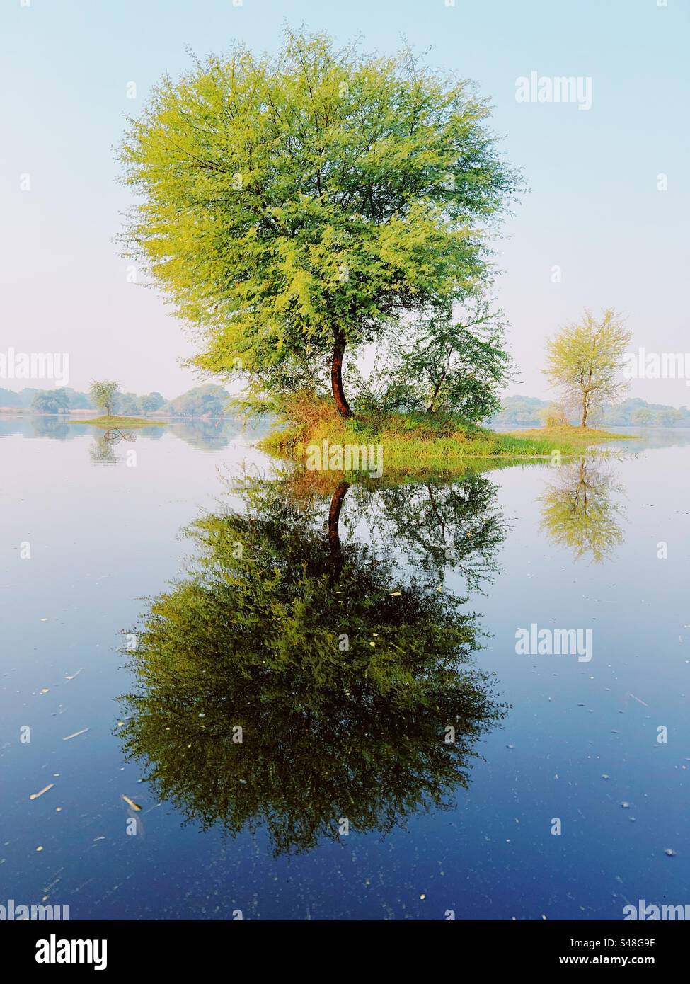 Wunderschöner Baum, der auf einer Insel im Kanal wächst Stockfoto