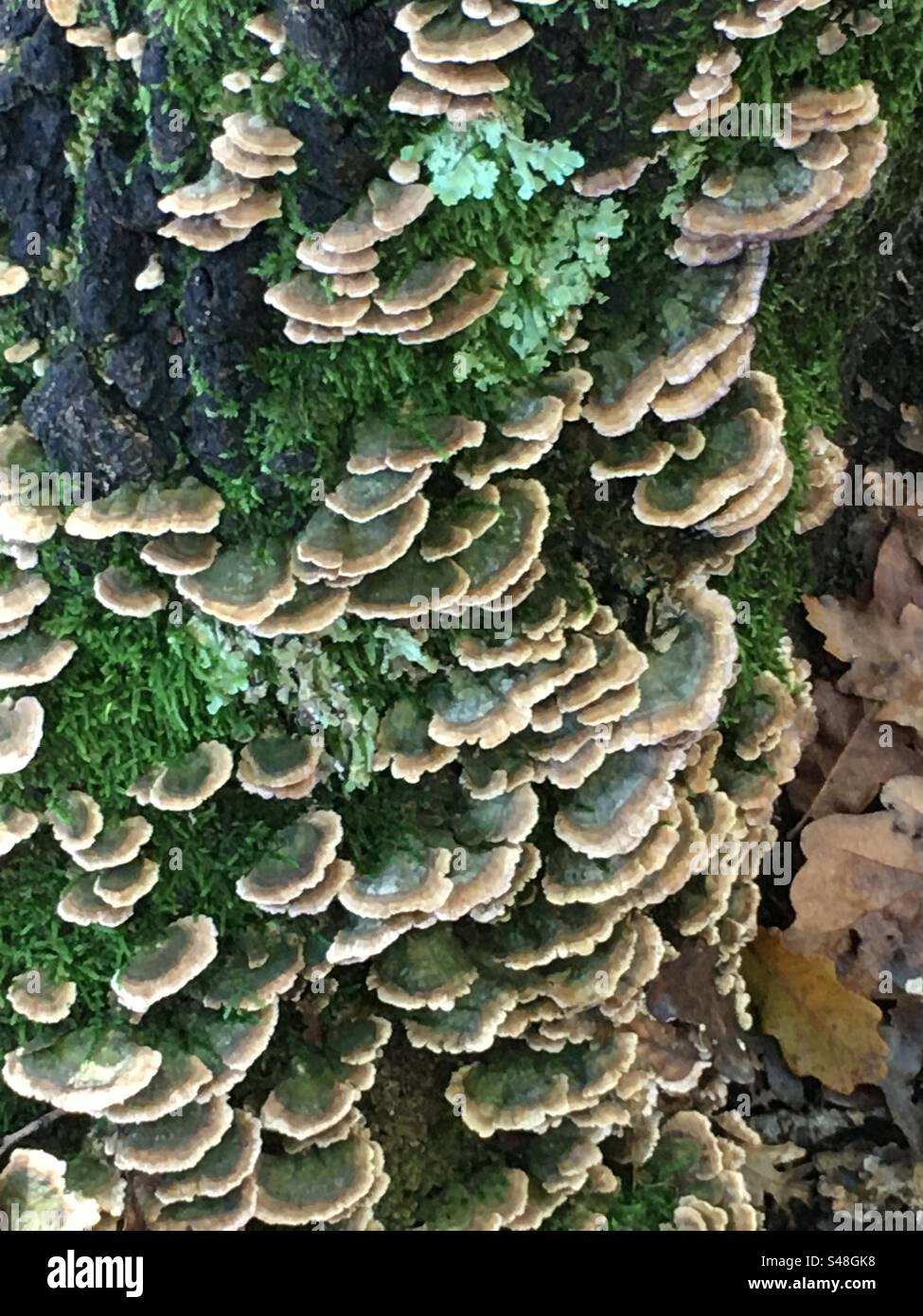 Funghi su tronco di albero Stockfoto
