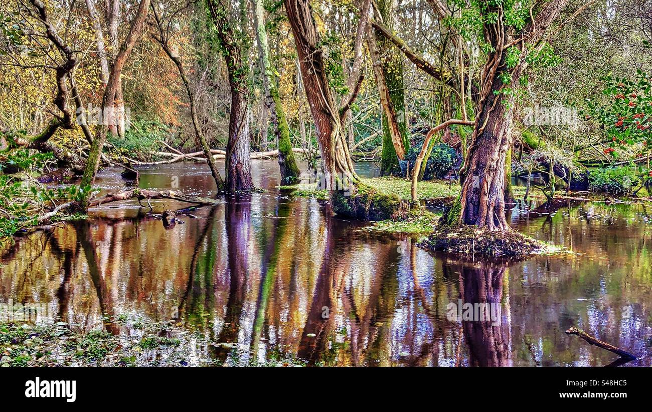 Überflutete Beaulieu River im Herbst bei King's hat, - Smartphone-aufgenommenes Stockfoto